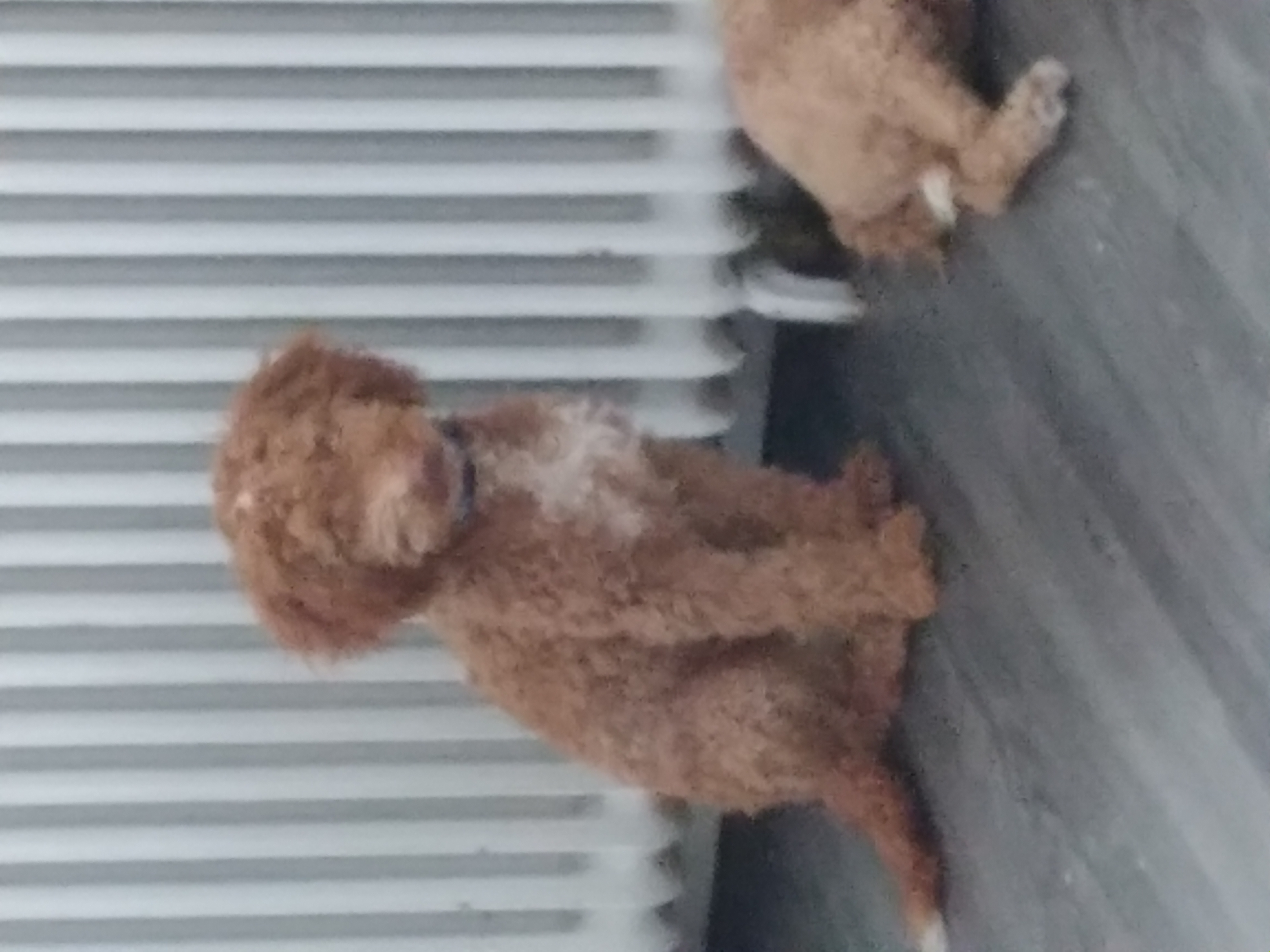 Cockapoo cachorritos