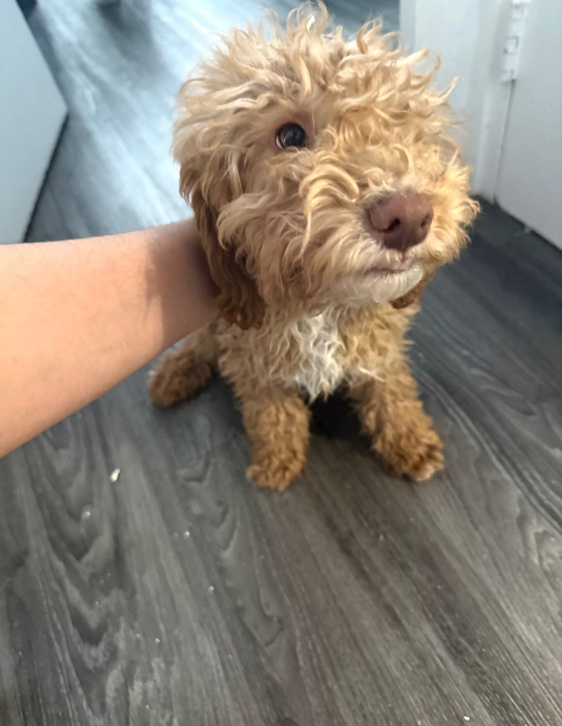 Cockapoo cachorritos