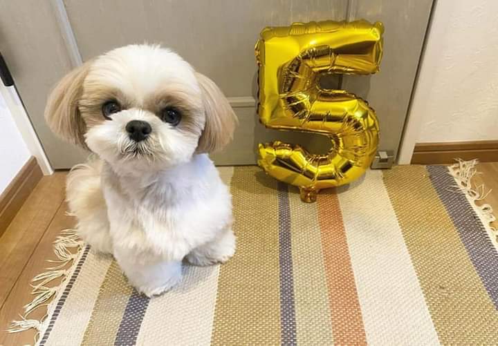 Disponible esta linda mascota
