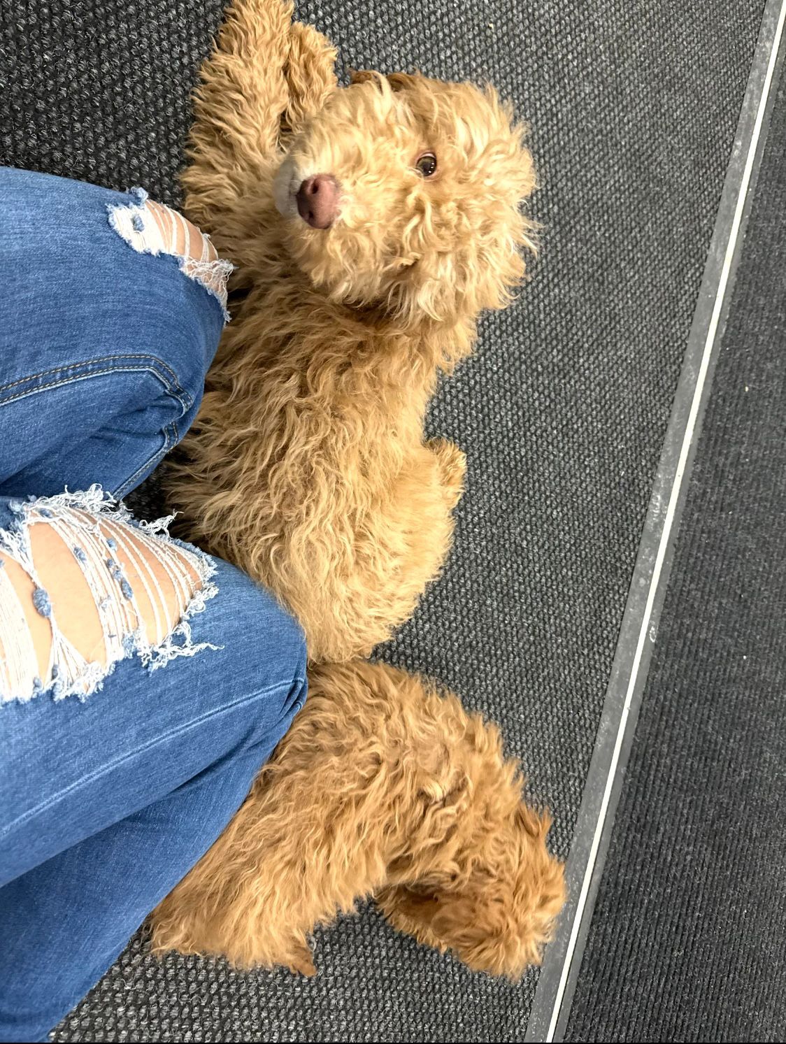 Cockapoo cachorritos