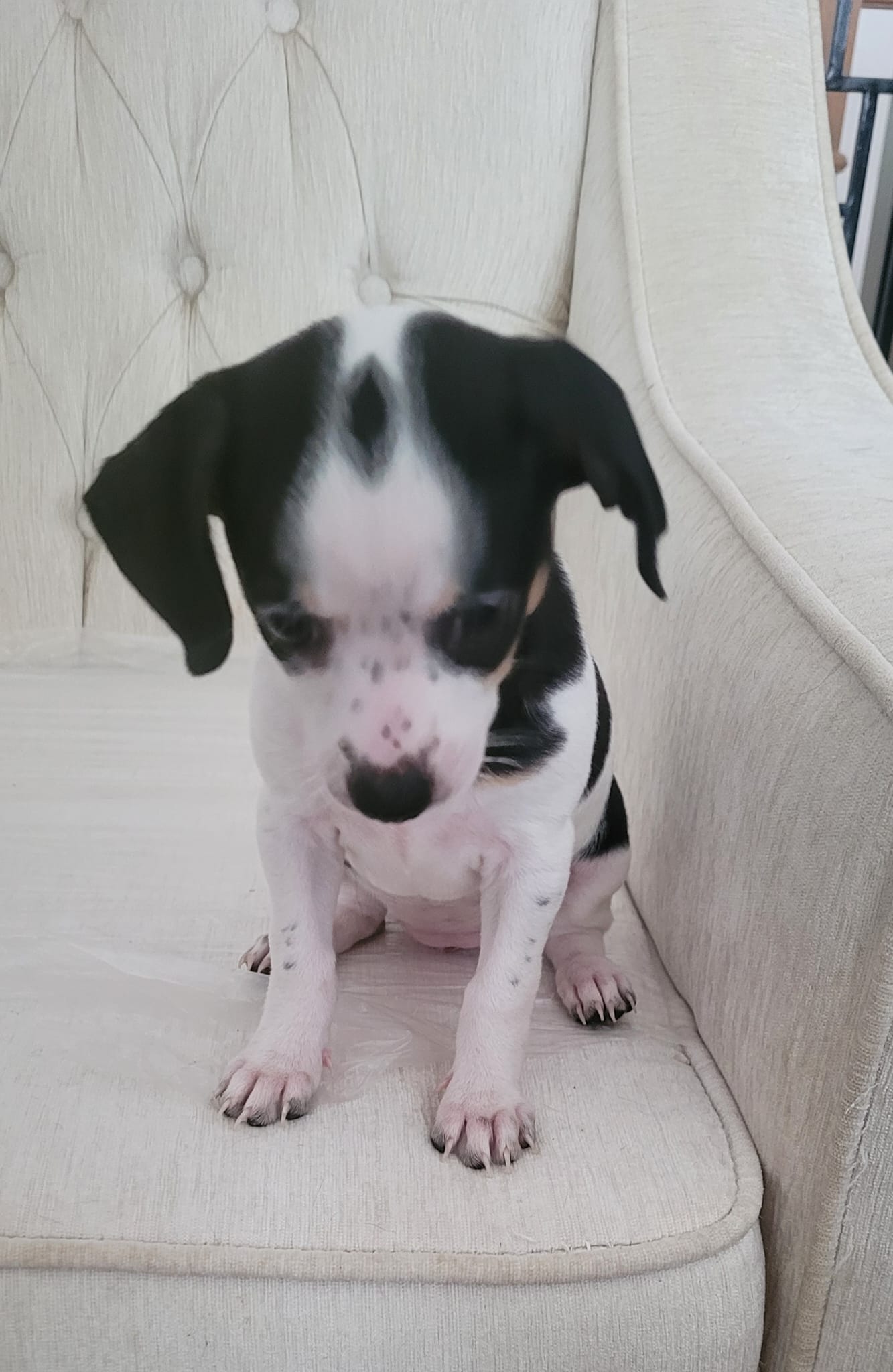 chihuaha puppy