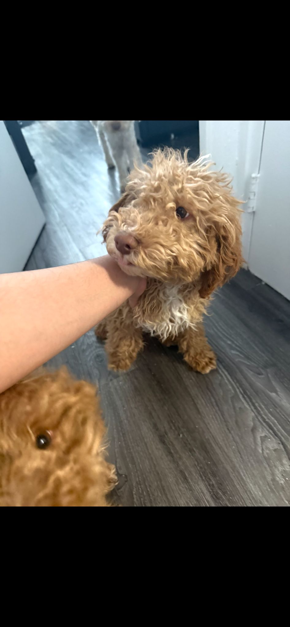 Cockapoo cachorritos