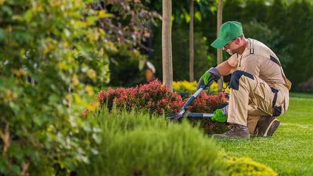 Ofrezco Se busca jardinero para trabajar en landscaping